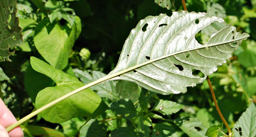 image of Amaranthus hybridus, Smooth Pigweed, Smooth Amaranth, Green Amaranth, Hybrid Amaranth