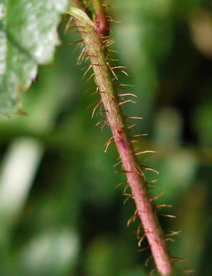 Rubus hispidus, Swamp Dewberry, Bristly Dewberry