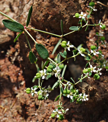 Euphorbia pubentissima, False Flowering Spurge, Southeastern Flowering Spurge, Southern Flowering Spurge