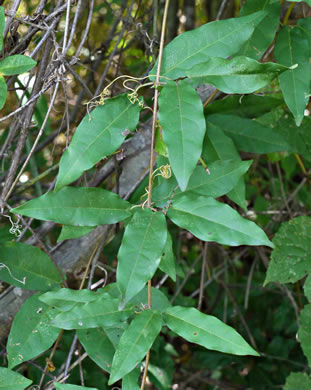 Bignonia capreolata, Crossvine