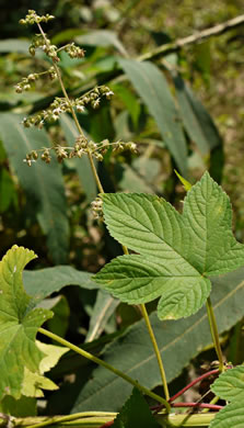 image of Humulus japonicus, Japanese Hops