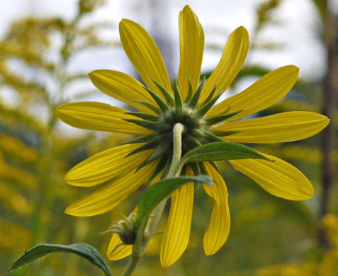 image of Helianthus giganteus, Tall Sunflower, Swamp Sunflower, Tuberous Sunflower, Giant Sunflower