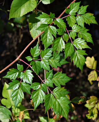 image of Nekemias arborea, Peppervine
