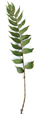 image of Cyrtomium falcatum, Japanese Holly-fern, Asian Net-veined Holly Fern