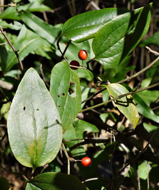image of Smilax walteri, Coral Greenbrier, Red-berried Swamp Smilax