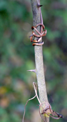 image of Smilax laurifolia, Bamboo-vine, Blaspheme-vine, Wild Bamboo, Laurel-leaf Greenbriar