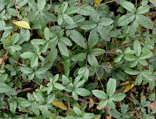 image of Rubus trivialis, Southern Dewberry, Coastal Plain Dewberry