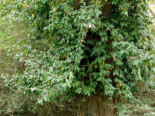 image of Euonymus fortunei, Wintercreeper, Climbing Euonymus, Chinese Spindle-tree