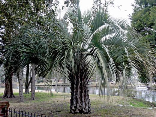 Butia odorata, Pindo Palm, South American Jelly Palm, Brazilian Butia