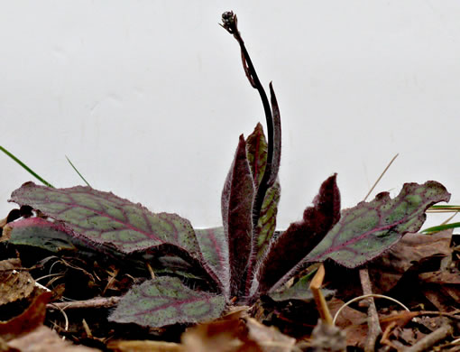 image of Hieracium venosum, Rattlesnake Hawkweed, Rattlesnake Weed, Veiny Hawkweed