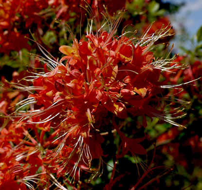 image of Rhododendron flammeum, Oconee Azalea