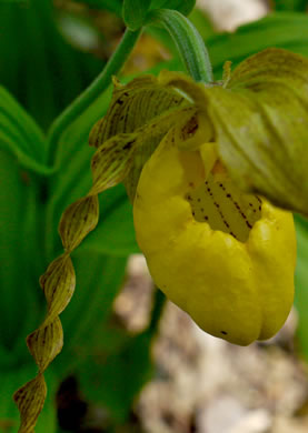 image of Cypripedium parviflorum var. pubescens, Large Yellow Lady's Slipper