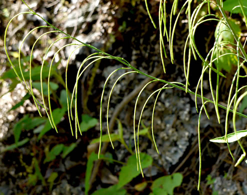 image of Borodinia laevigata, Common Smooth Rockcress