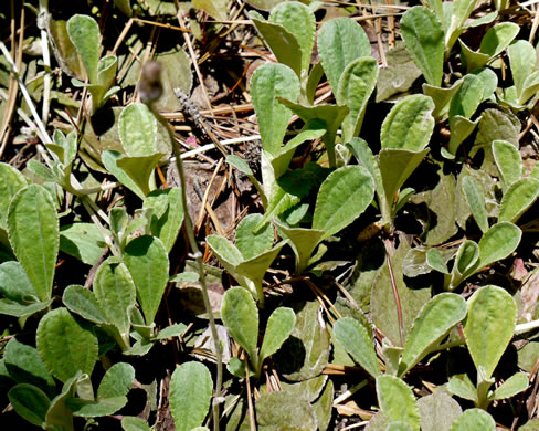 image of Antennaria plantaginifolia, Plantainleaf Pussytoes, Plantain Pussytoes