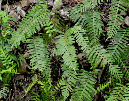 image of Polypodium appalachianum, Appalachian Rockcap Fern, Appalachian Polypody