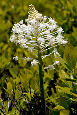 image of Xerophyllum asphodeloides, Eastern Turkeybeard, Beargrass, Mountain-asphodel