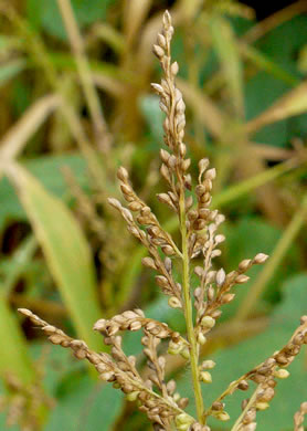 image of Urochloa ramosa, Browntop Millet, Dixie Signalgrass