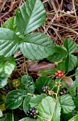 image of Rubus hispidus, Swamp Dewberry