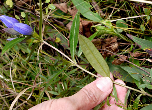 image of Gentiana saponaria, Soapwort Gentian, Harvestbells