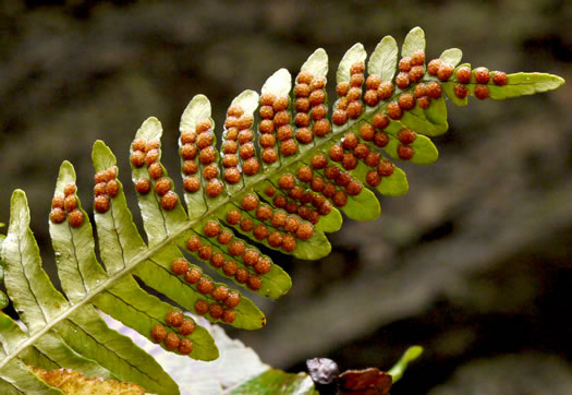 image of Polypodium virginianum, Common Rockcap Fern, Rock Polypody