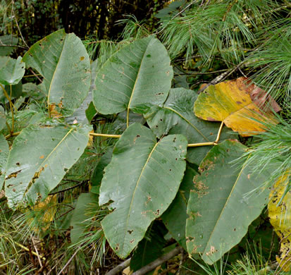 image of Reynoutria sachalinensis, Giant Knotweed, Sachaline
