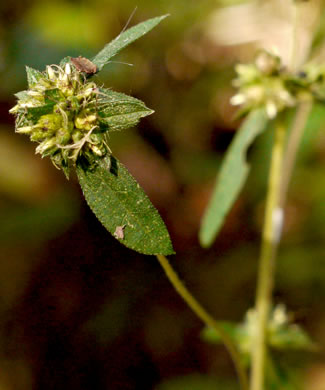 image of Ambrosia artemisiifolia, Annual Ragweed, Common Ragweed, Hogweed