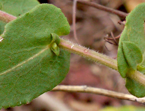 image of Symphyotrichum undulatum, Wavyleaf Aster