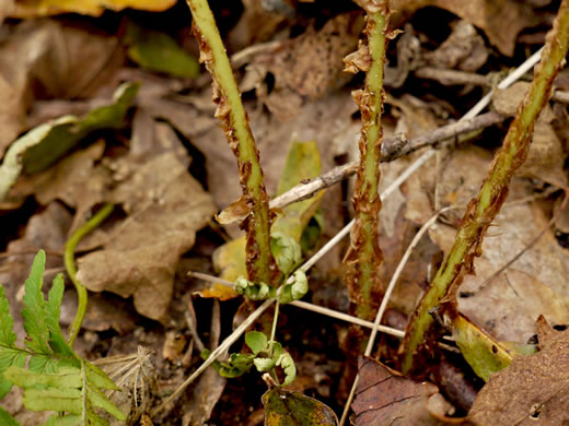 image of Dryopteris marginalis, Marginal Woodfern, Marginal Shield Fern