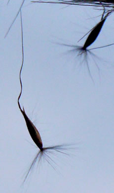 image of Erianthus contortus, Bent-awn Plumegrass