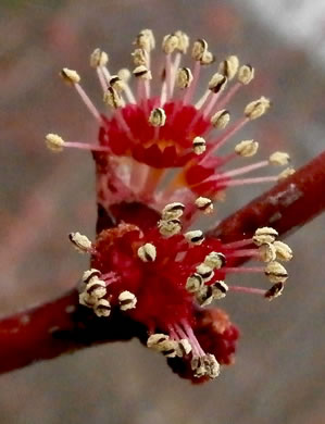 Acer rubrum var. rubrum, Eastern Red Maple