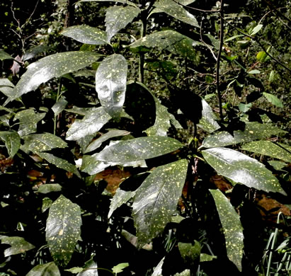 image of Aucuba japonica, Aucuba, Japanese-laurel, Spotted-laurel
