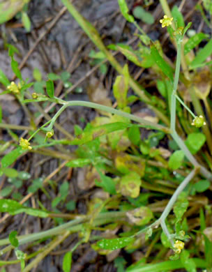 image of Ranunculus pusillus, Low Spearwort, Small Spearwort