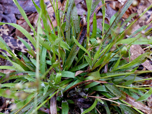 image of Luzula acuminata var. carolinae, Carolina Woodrush, Southern Hairy Woodrush