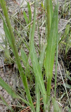 image of Helenium vernale, Savannah Sneezeweed, Spring Helenium