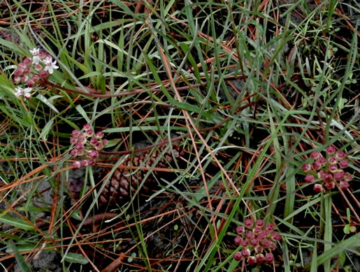 image of Asclepias michauxii, Michaux's Milkweed
