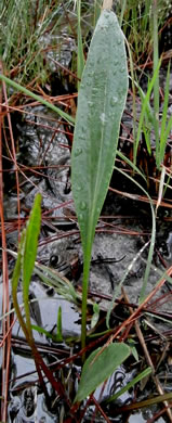 image of Coreopsis gladiata, Swamp Coreopsis, Swamp Tickseed, Seepage Coreopsis, Coastal Plain Tickseed