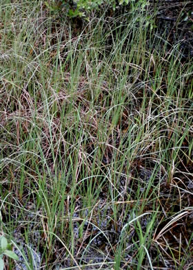 image of Carex striata var. striata, Walter’s Sedge, Pocosin Sedge
