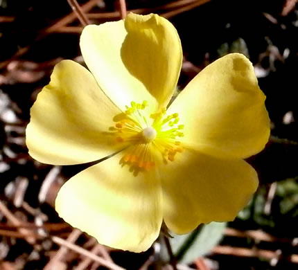 image of Crocanthemum carolinianum, Carolina Sunrose, Carolina Frostweed, Carolina Rockrose