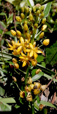 image of Schoenolirion croceum, Yellow Sunnybell