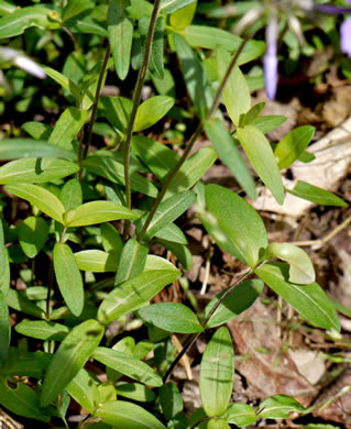image of Phlox divaricata var. divaricata, Eastern Blue Phlox, Timber Phlox, Blue Woodland Phlox, Wild Blue Phlox