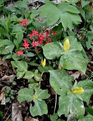 image of Silene virginica var. virginica, Fire-pink