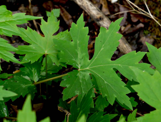 image of Hydrophyllum canadense, Mapleleaf Waterleaf, Broadleaf Waterleaf, Canada Waterleaf, Bluntleaf Waterleaf
