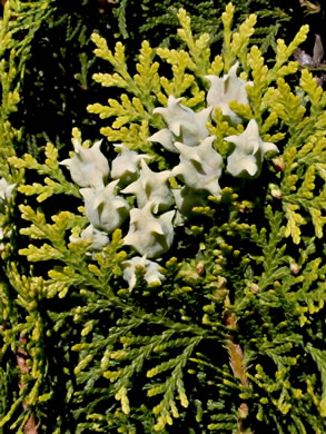 Platycladus orientalis, Oriental Arborvitae, Tree-of-life