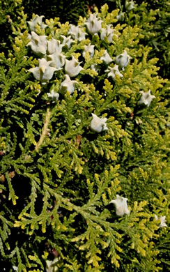 image of Platycladus orientalis, Oriental Arborvitae, Tree-of-life