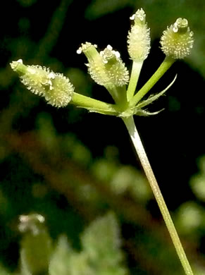 Anthriscus caucalis, Bur Chervil, Bur-parsley