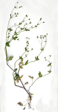 image of Chaerophyllum tainturieri, Southern Chervil, Wild Chervil, Hairyfruit Chervil