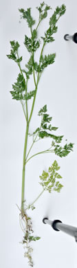 image of Anthriscus caucalis, Bur Chervil, Bur-parsley