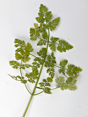 Anthriscus caucalis, Bur Chervil, Bur-parsley
