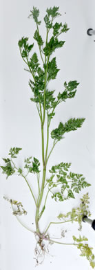 image of Anthriscus caucalis, Bur Chervil, Bur-parsley