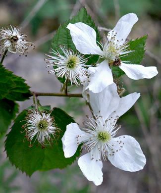 image of Rubus pensilvanicus, Pennsylvania Blackberry, Highbush Blackberry, Eastern Blackberry, Southern Blackberry